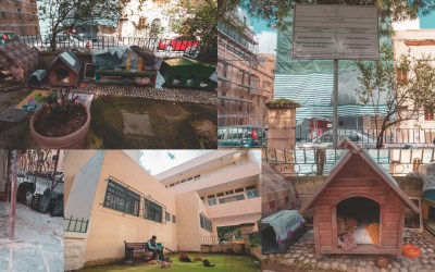 The Stray Cat Cafe: A Malta-based Public Cat Cafe