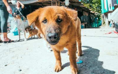 Bodhi Shelter – Covid is Hitting Thailand’s Dogs Hard
