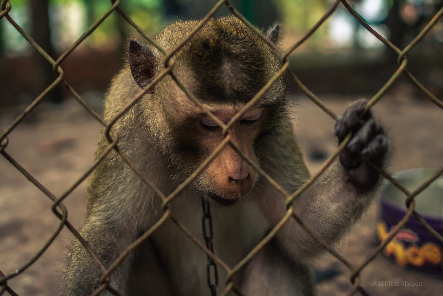 Depression Monkey is Sad