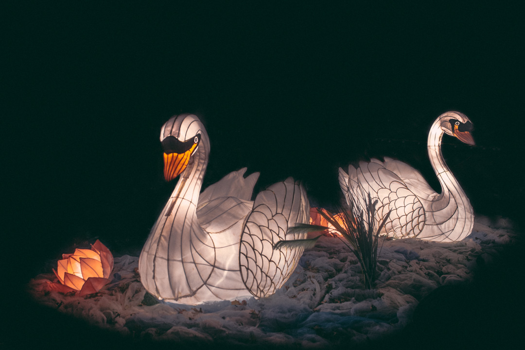 Auckland Lantern Festival