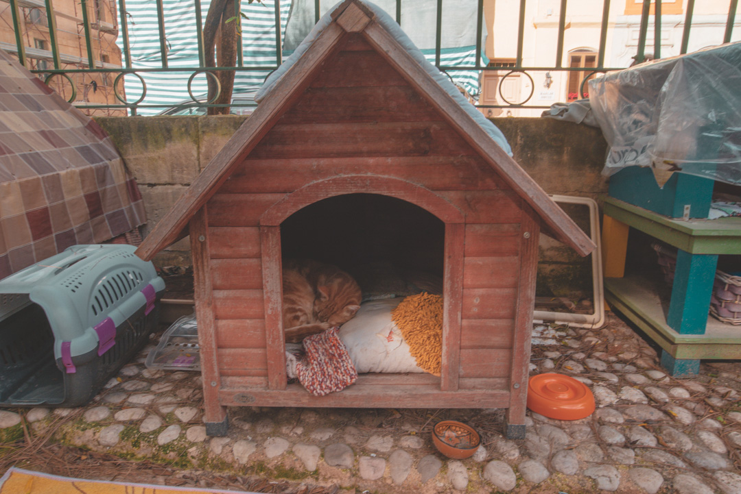 The Cat Feeding Station and Shelter Malta