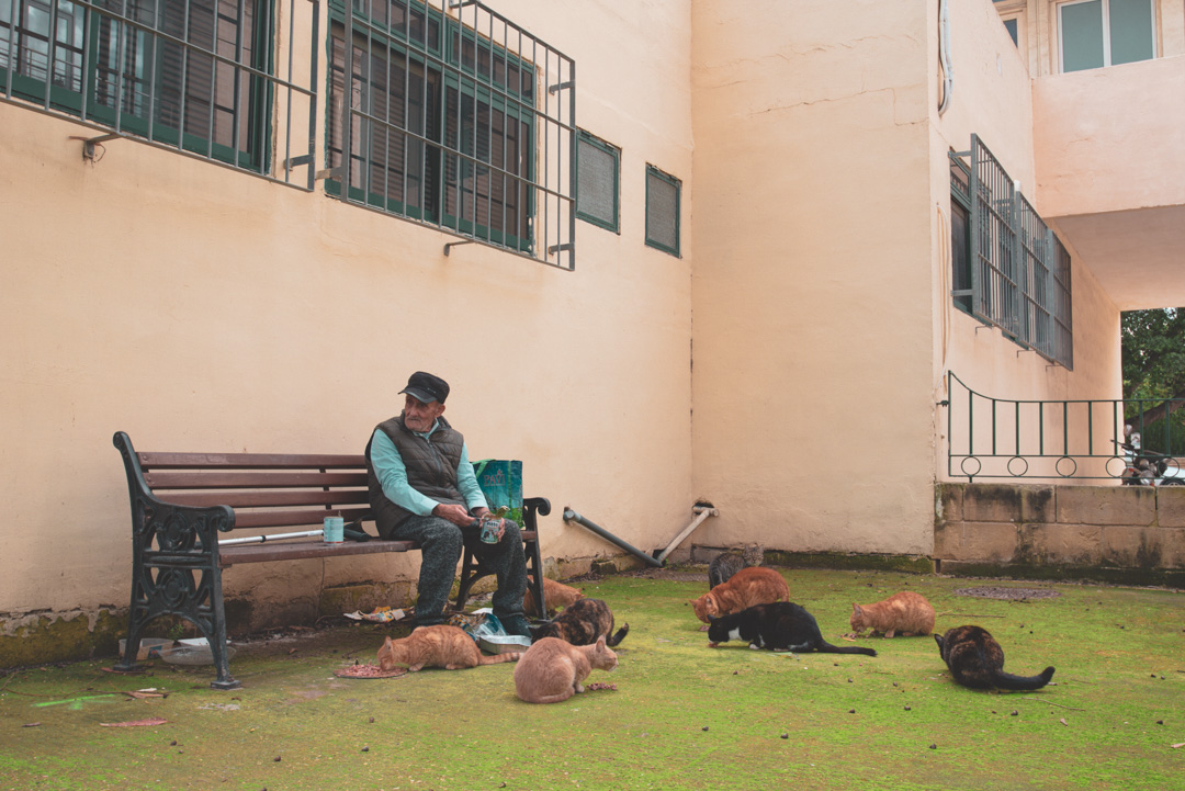 The Cat Feeding Station and Shelter Malta