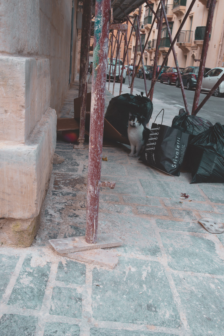 The Cat Feeding Station and Shelter Malta