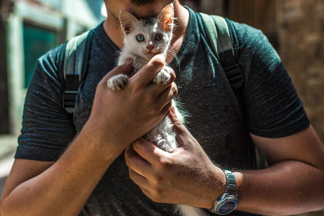 image dump Kitten on Koh Phi Phi Thailand with Different Coloured Eyes